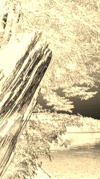 Sepia + Negatyw