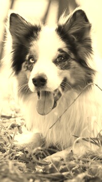 Szary + Sepia