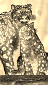 Sepia + Negatyw