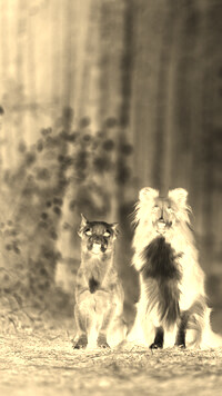 Sepia + Negatyw