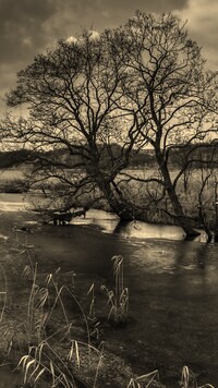 Sepia