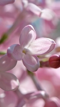 Oryginalny obrazek