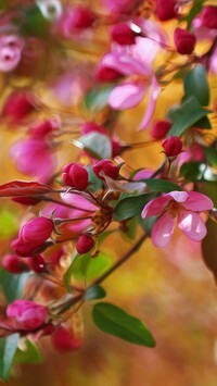 Oryginalny obrazek
