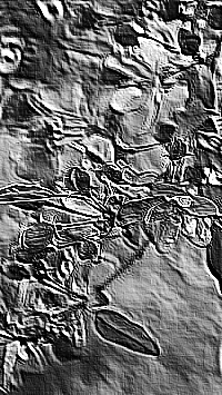Skamielina