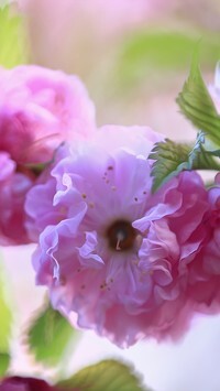 Oryginalny obrazek