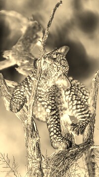 Sepia + Negatyw