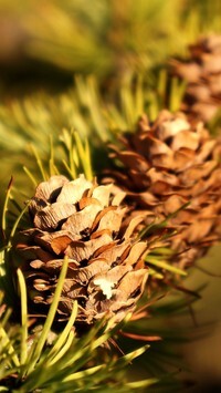Oryginalny obrazek