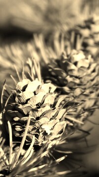 Szary + Sepia