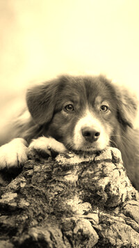 Sepia