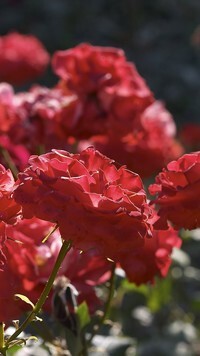 Oryginalny obrazek
