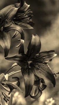 Szary + Sepia