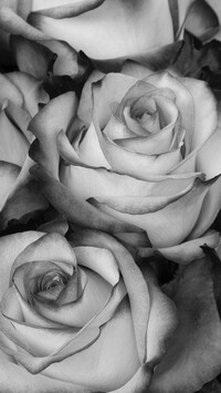 Szary