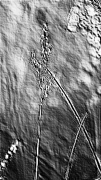 Skamielina