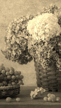 Szary + Sepia