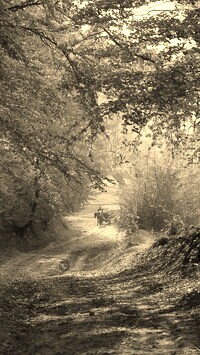 Szary + Sepia
