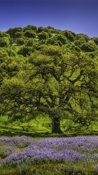 Oryginalny obrazek