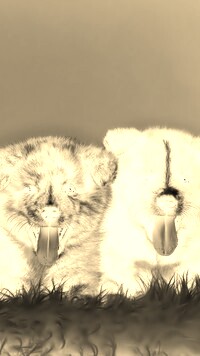 Sepia + Negatyw