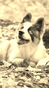 Szary + Sepia