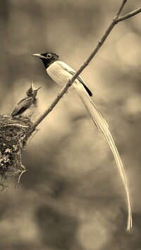 Szary + Sepia