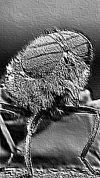 Skamielina