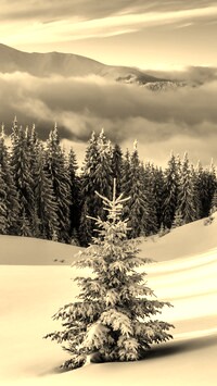 Szary + Sepia