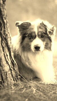 Sepia