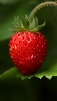Oryginalny obrazek