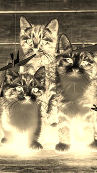 Sepia + Negatyw