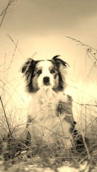Szary + Sepia