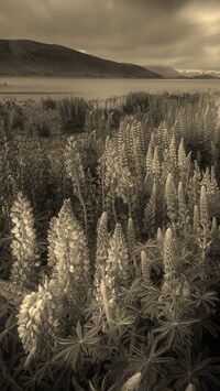 Szary + Sepia