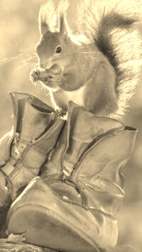 Szary + Sepia