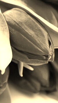 Szary + Sepia