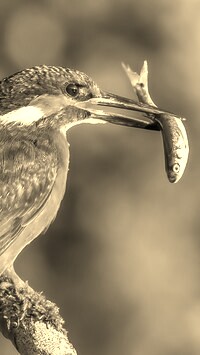 Szary + Sepia