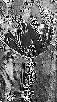 Skamielina