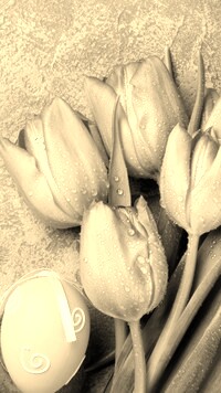 Szary + Sepia
