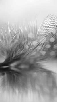 Szary