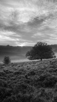 Szary