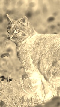 Sepia + Negatyw