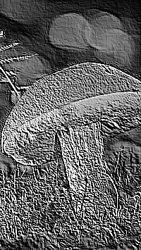 Skamielina
