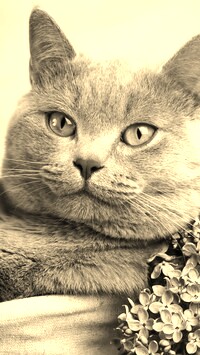 Szary + Sepia