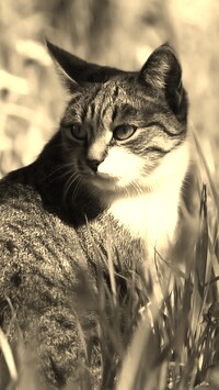 Szary + Sepia