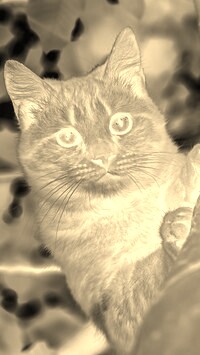 Sepia + Negatyw