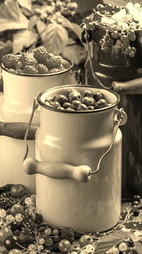 Szary + Sepia