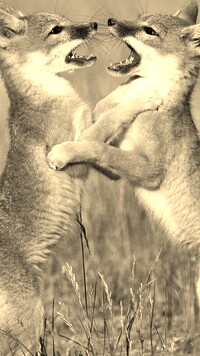 Szary + Sepia