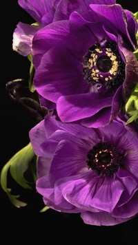 Oryginalny obrazek
