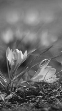 Szary