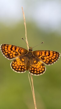 Oryginalny obrazek