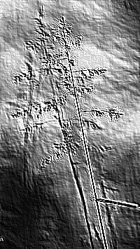 Skamielina