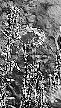 Skamielina