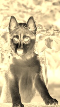 Sepia + Negatyw